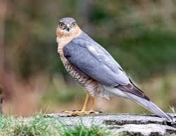 Live Small/Fight Big