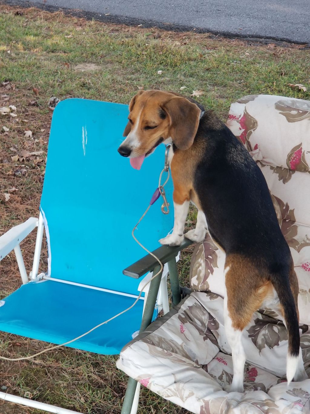 Lapdog or Guard&nbsp;Dog?